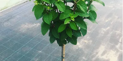 Laipiojimo hortenzijos