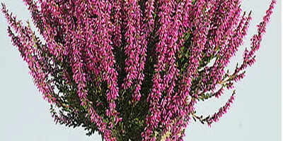 Heather
